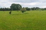 Pitch and Putt